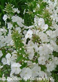 Phlox maculata 'Miss Lingard'                     